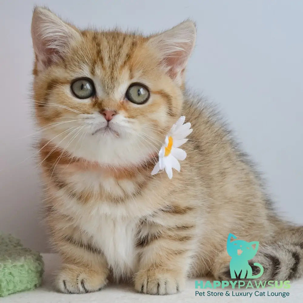 Ines Munchkin female black golden spotted tabby - live animals
