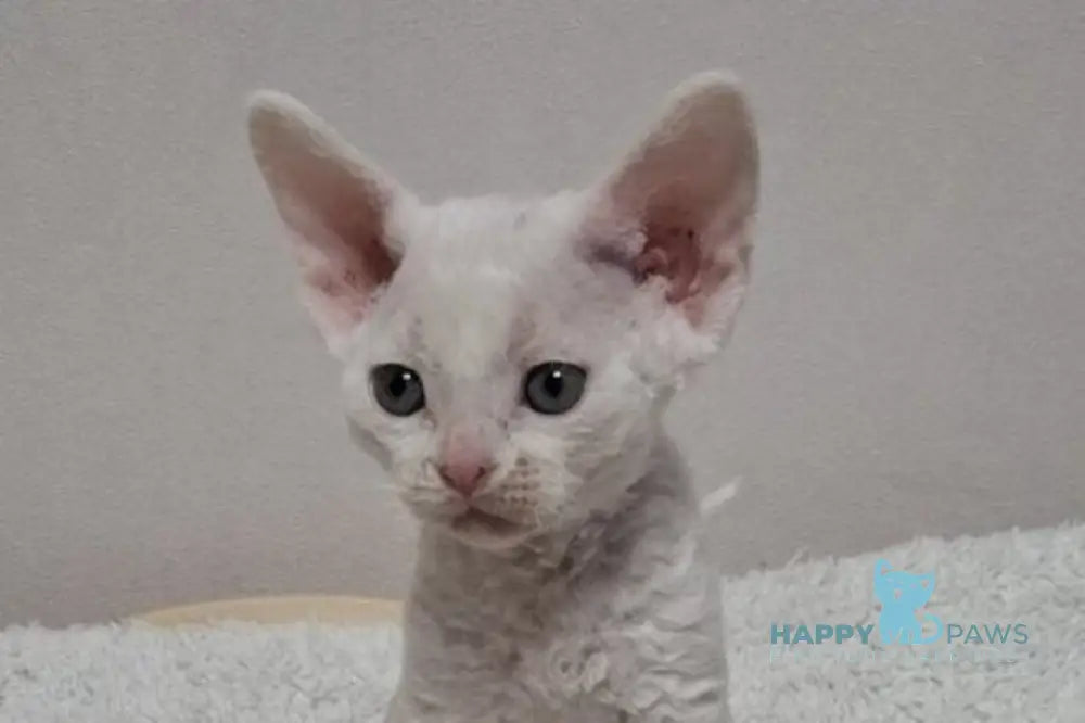 Iney Devon Rex male white live animals