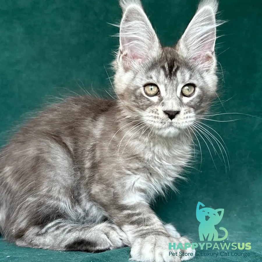 Iney Maine Coon polydactyl 6x6x6x6 male black silver tabby - live animals