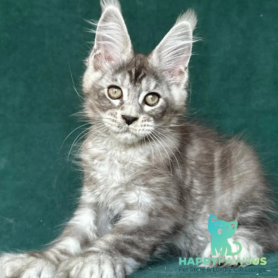 Iney Maine Coon polydactyl 6x6x6x6 male black silver tabby - live animals