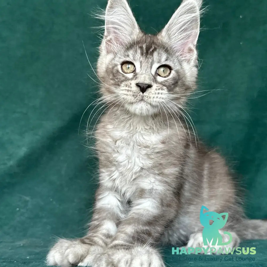 Iney Maine Coon polydactyl 6x6x6x6 male black silver tabby - live animals