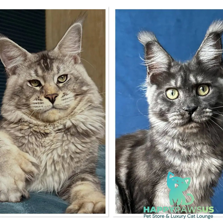 Iney Maine Coon polydactyl 6x6x6x6 male black silver tabby - live animals