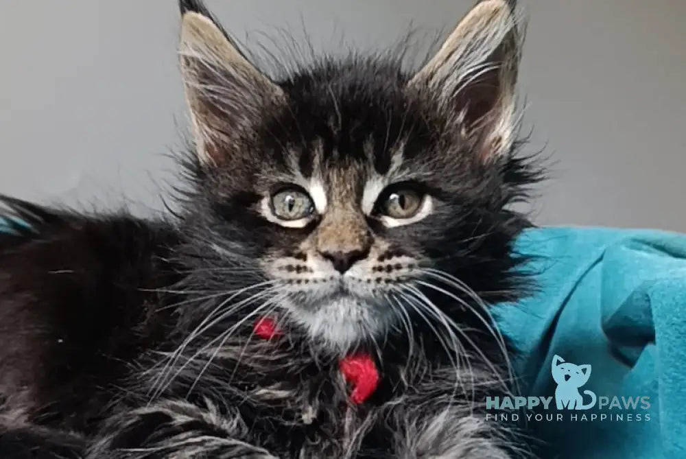 Inez Maine Coon female black tabby live animals
