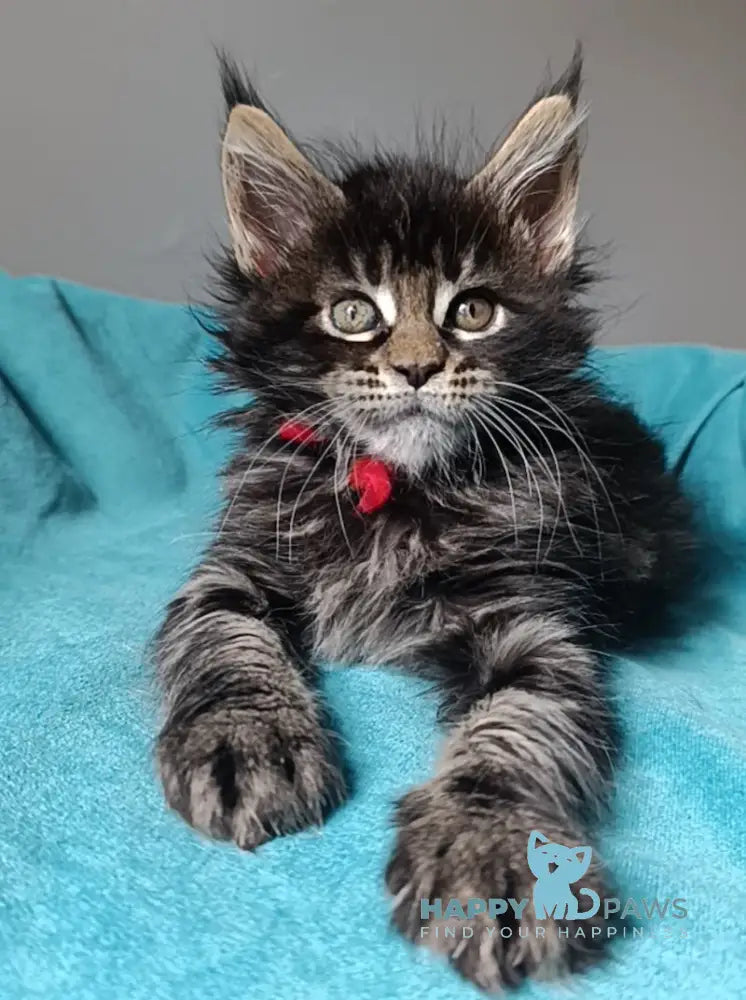 Inez Maine Coon female black tabby live animals