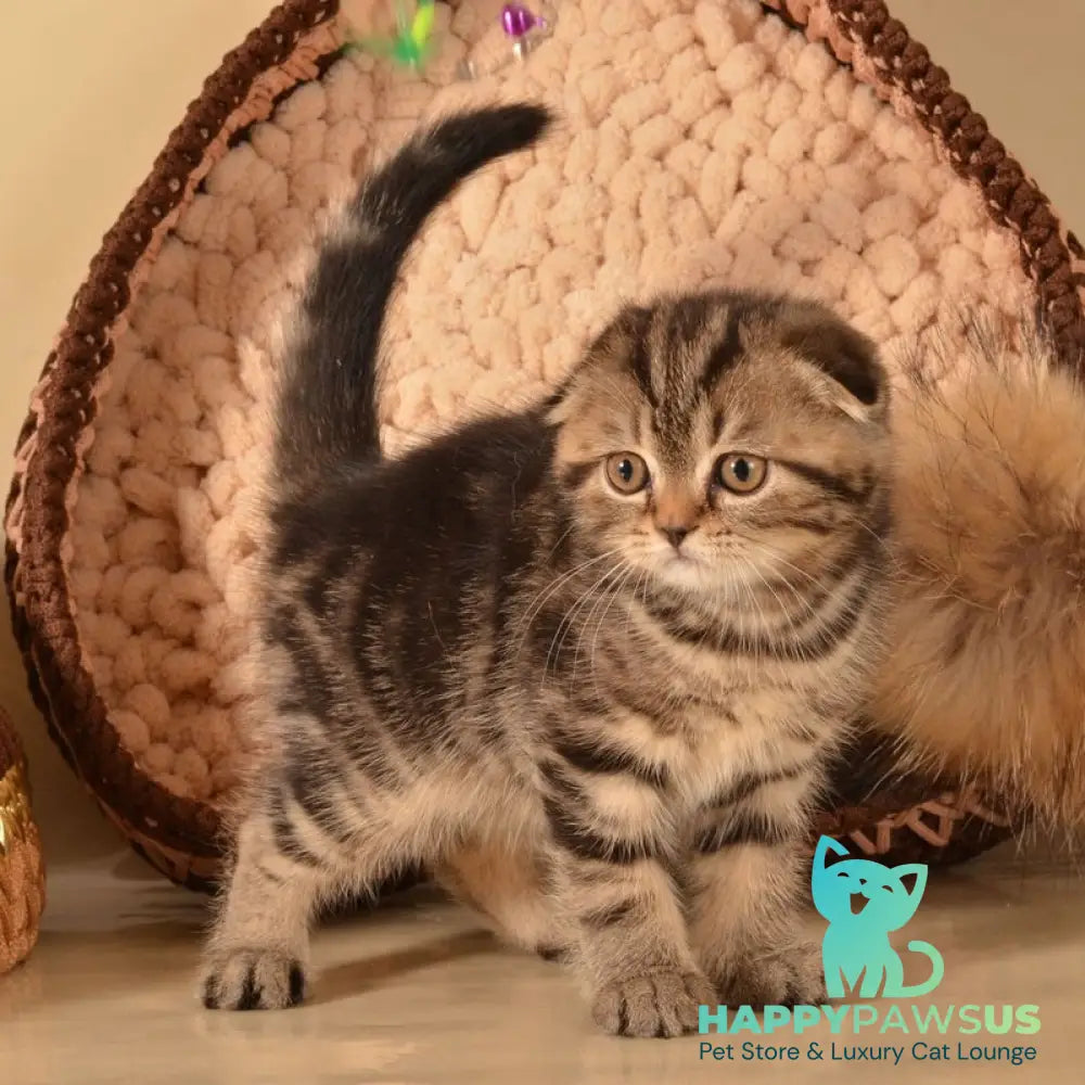 Infant Munchkin male black tabby - live animals