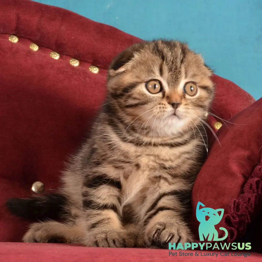 Infant Munchkin male black tabby - live animals