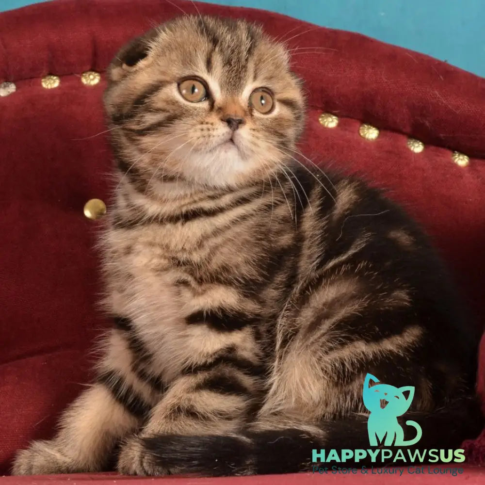 Infant Munchkin male black tabby - live animals