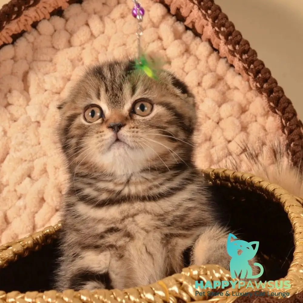 Infant Munchkin male black tabby - live animals