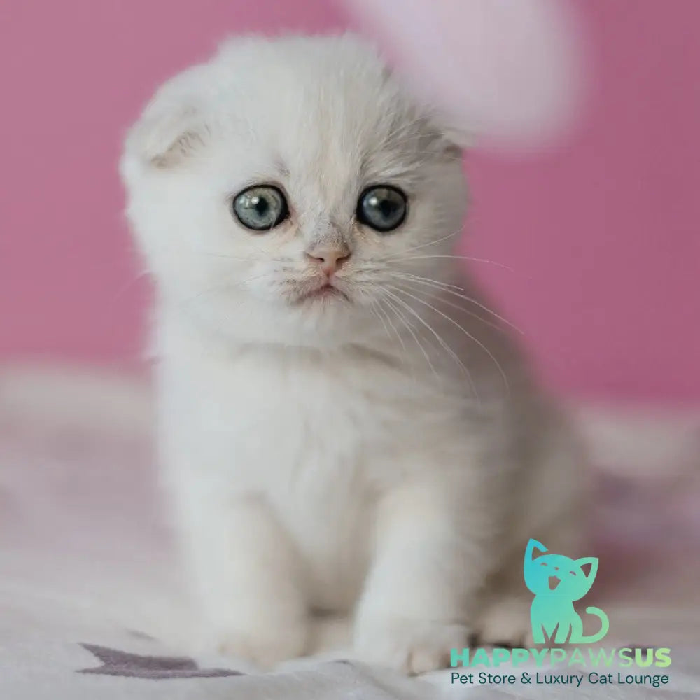 Infinite Scottish Fold female black silver chinchilla - live animals