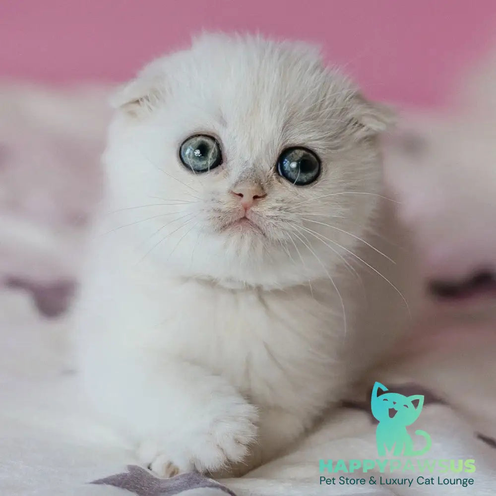 Infinite Scottish Fold female black silver chinchilla - live animals