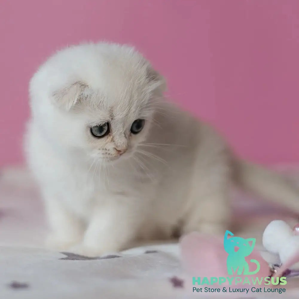 Infinite Scottish Fold female black silver chinchilla - live animals
