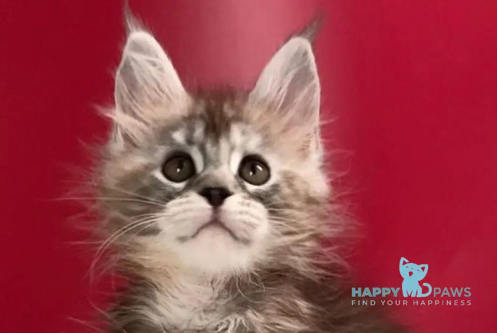 Infiniti Maine Coon female black tortie silver tabby live animals