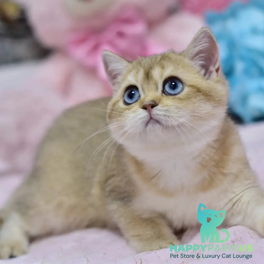 Infinity British Shorthair female black golden shaded - live animals