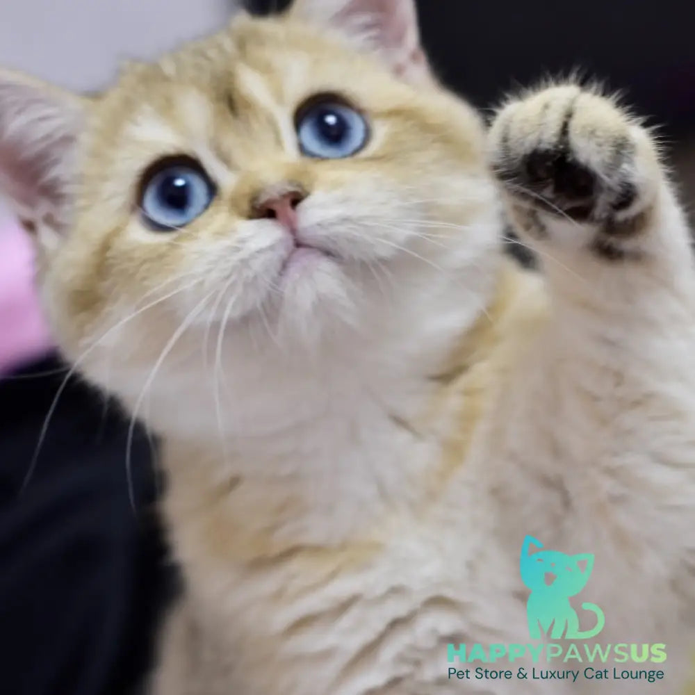 Infinity British Shorthair female black golden shaded - live animals
