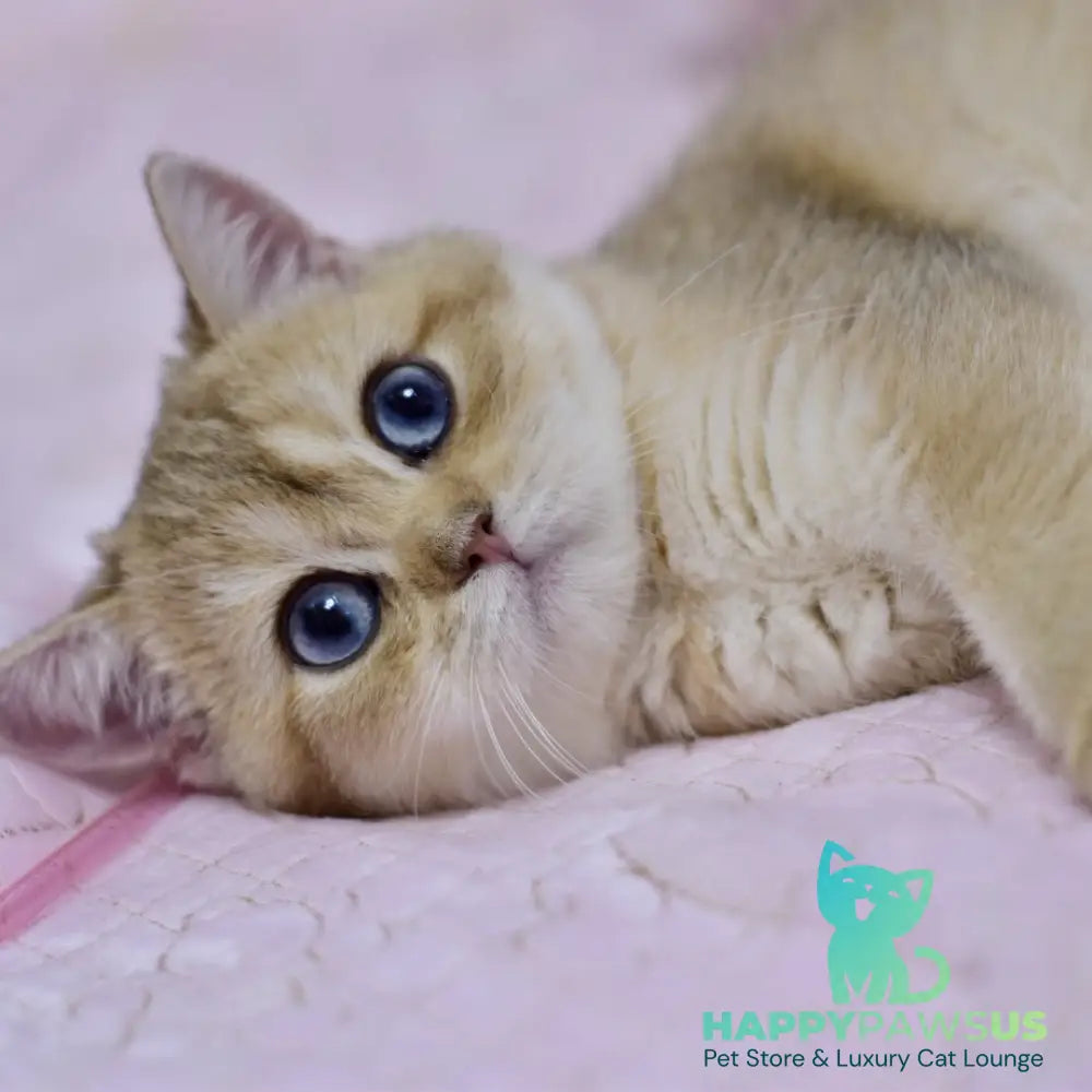 Infinity British Shorthair female black golden shaded - live animals