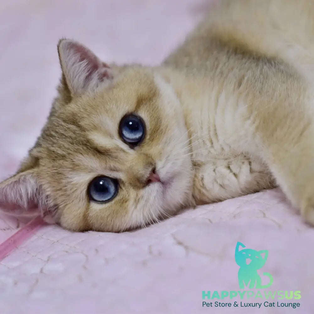 Infinity British Shorthair female black golden shaded - live animals