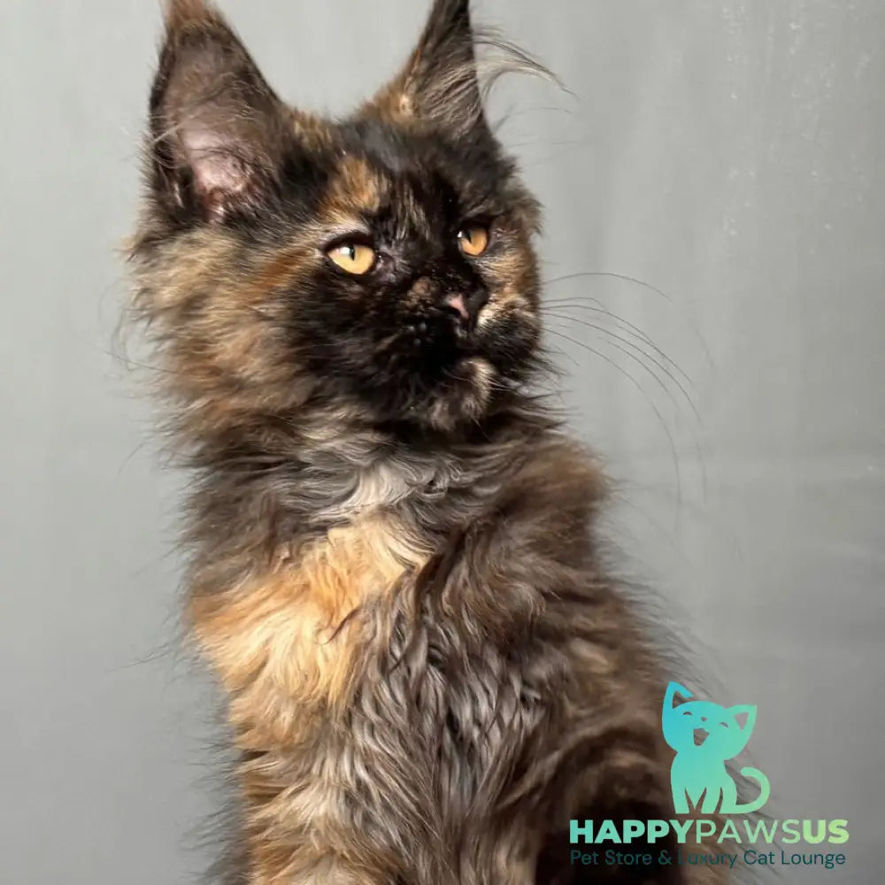 Infinity Maine Coon female black tortie - live animals