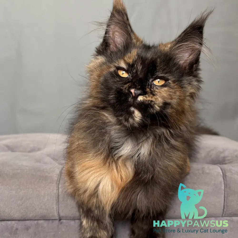 Infinity Maine Coon female black tortie - live animals