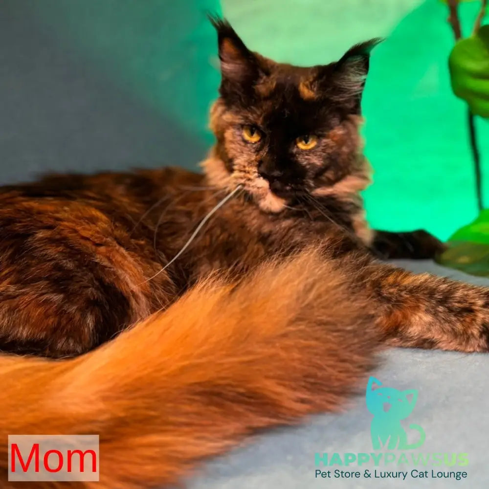 Infinity Maine Coon female black tortie - live animals