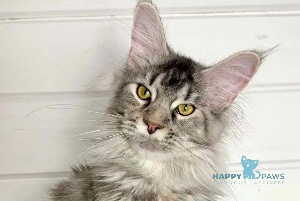 Infinity Maine Coon female black tortie silver ticked tabby live animals