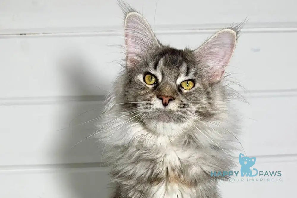 Infinity Maine Coon female black tortie silver ticked tabby live animals