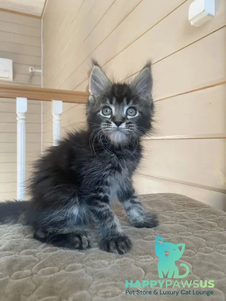 Infinity Maine Coon male black tabby live animals