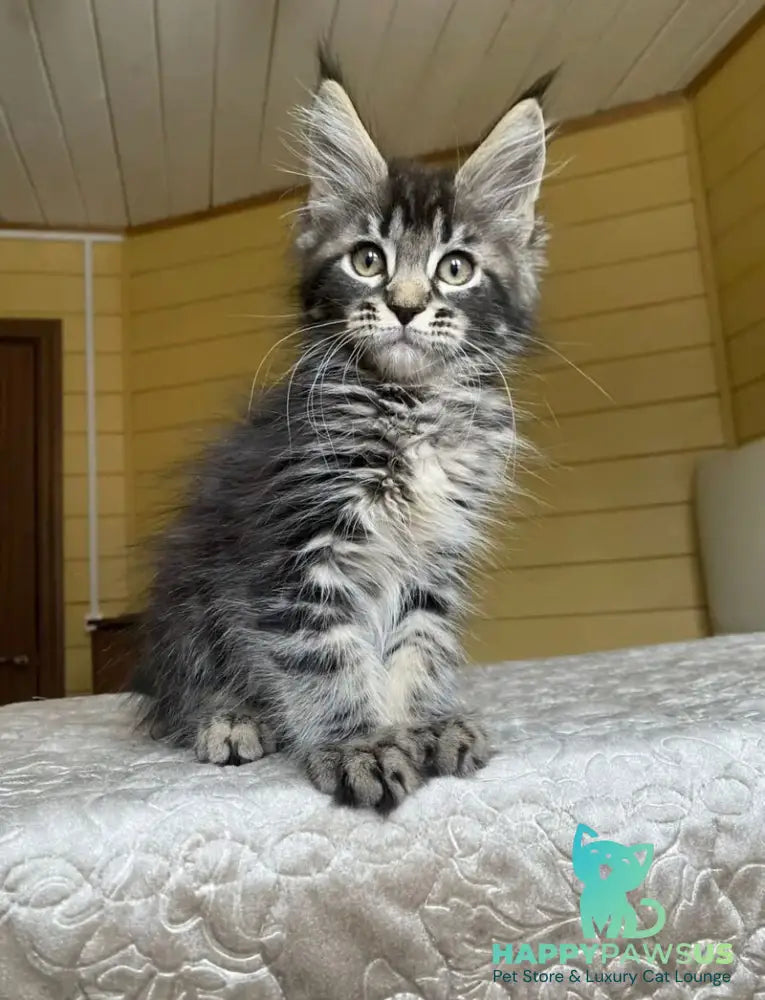 Infinity Maine Coon male black tabby - live animals