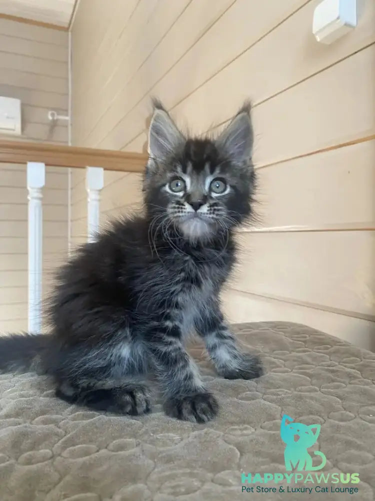 Infinity Maine Coon male black tabby live animals