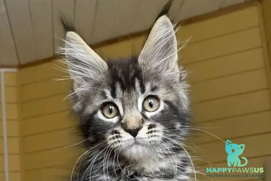 Infinity Maine Coon male black tabby - live animals