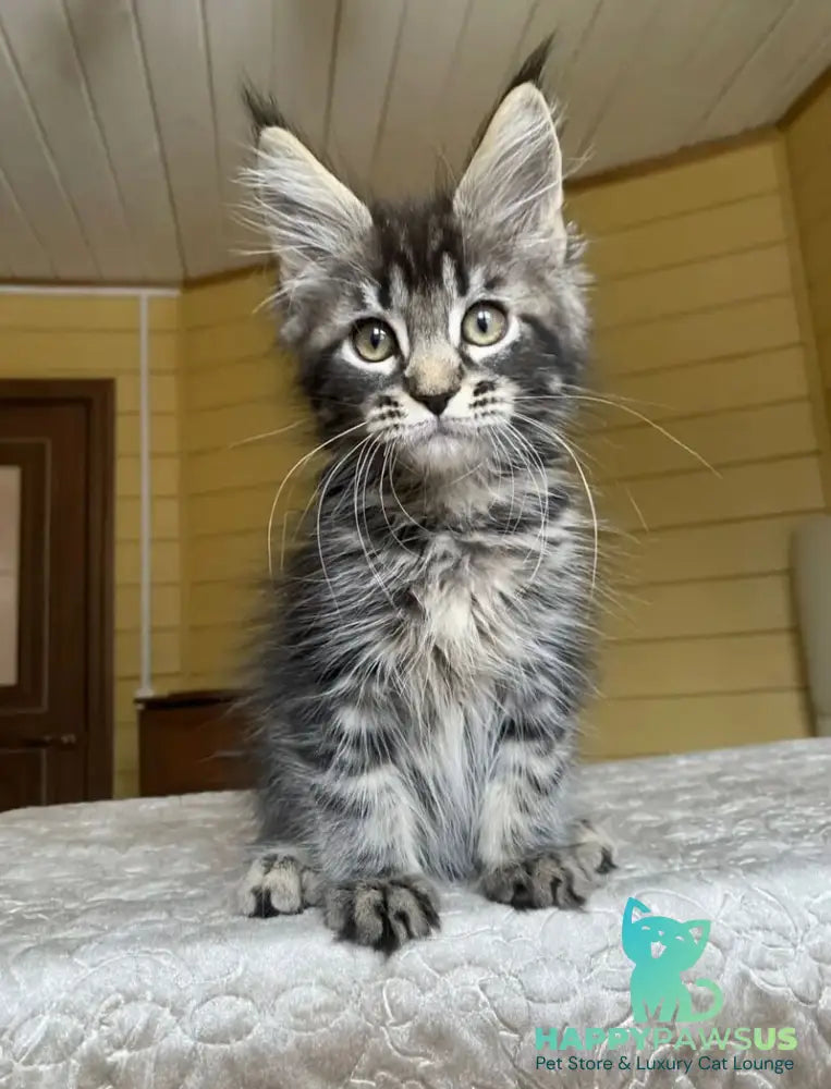 Infinity Maine Coon male black tabby - live animals