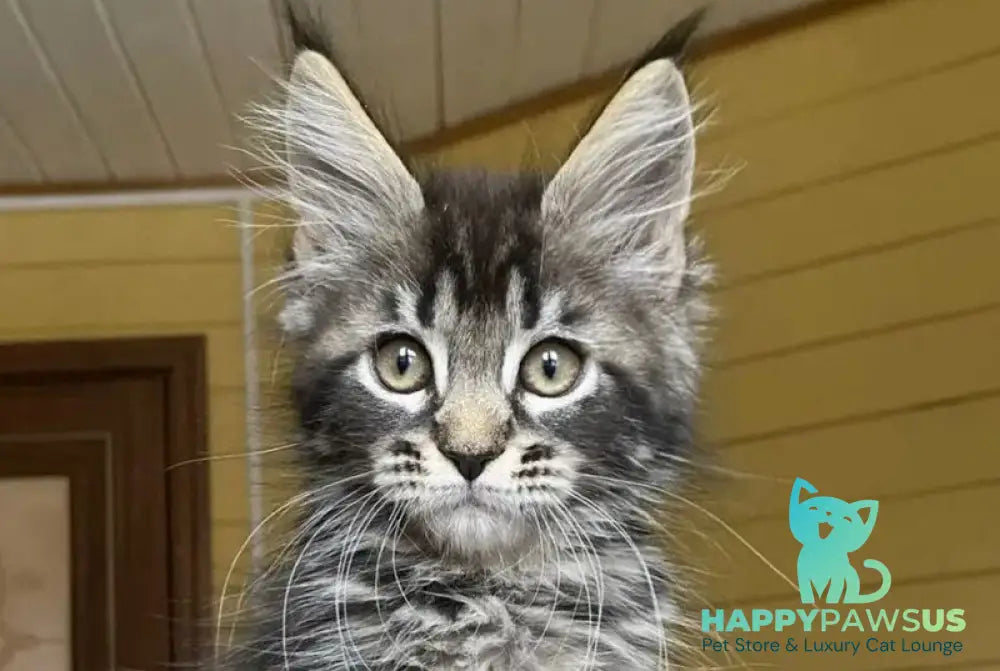Infinity Maine Coon male black tabby - live animals