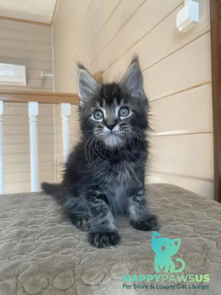 Infinity Maine Coon male black tabby live animals