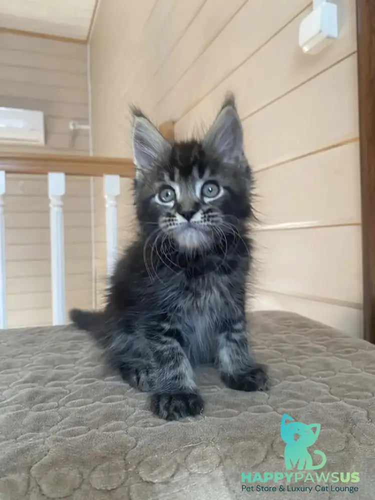 Infinity Maine Coon male black tabby live animals