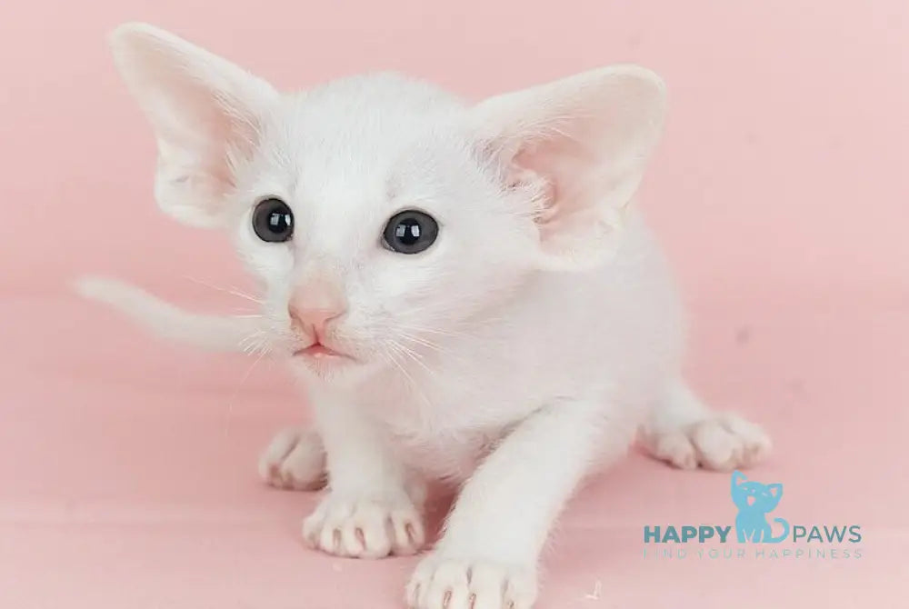 Infinity Oriental Shorthair female white live animals