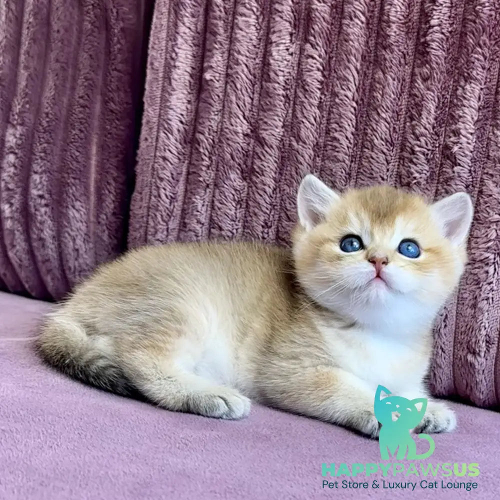 Infinity Star British Shorthair female black golden shaded - live animals