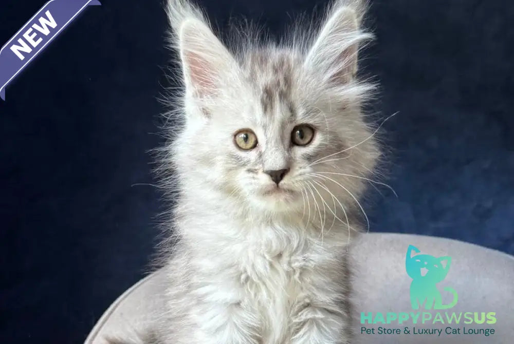 Ingold Maine Coon male black silver spotted tabby - live animals