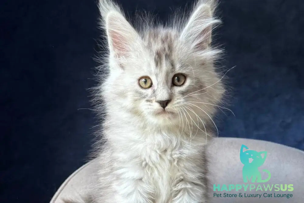 Ingold Maine Coon male black silver spotted tabby - live animals