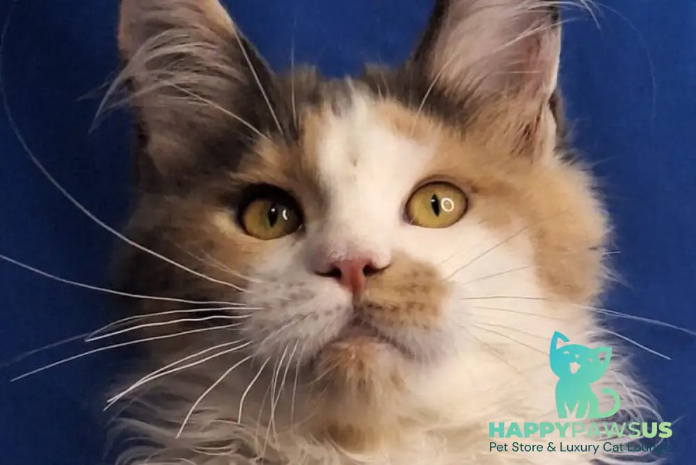 Ingrid Maine Coon female black tortie silver tabby bicolour - live animals