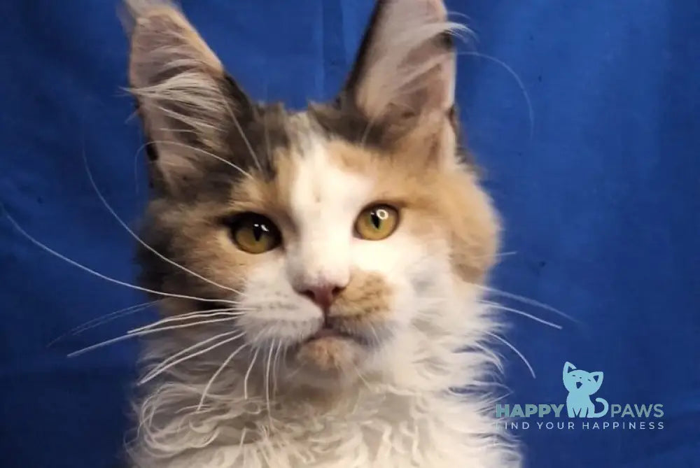 Ingrid Maine Coon female black tortie silver tabby bicolour - live animals