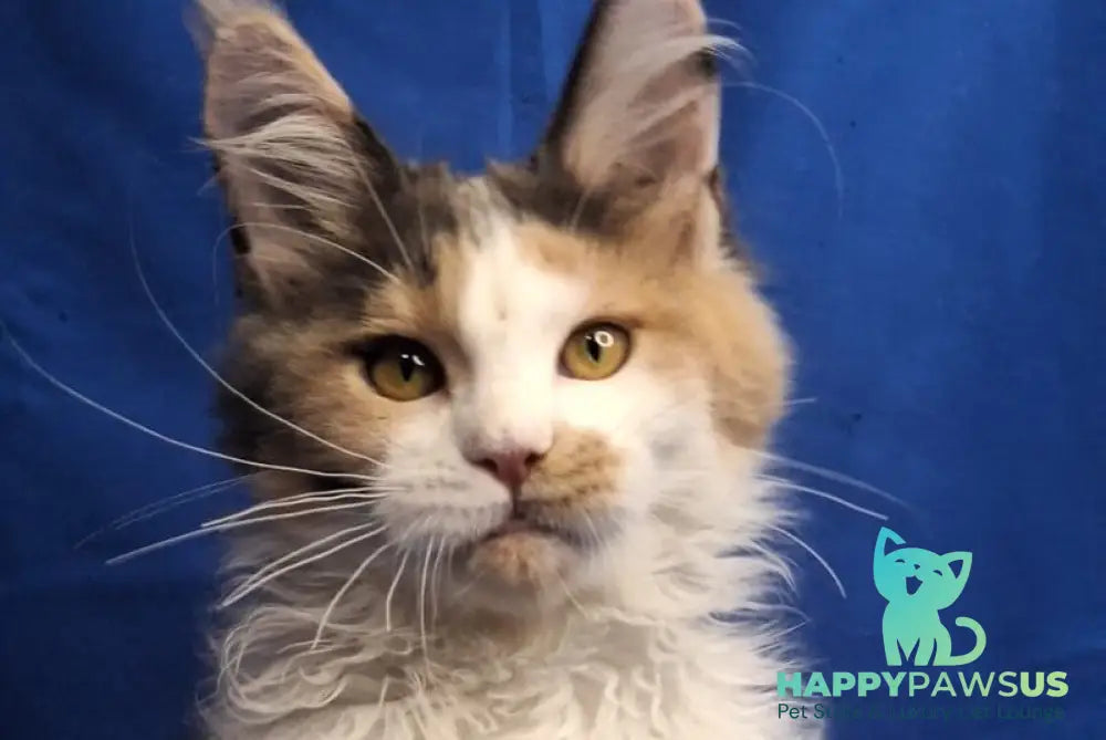 Ingrid Maine Coon female black tortie silver tabby bicolour - live animals