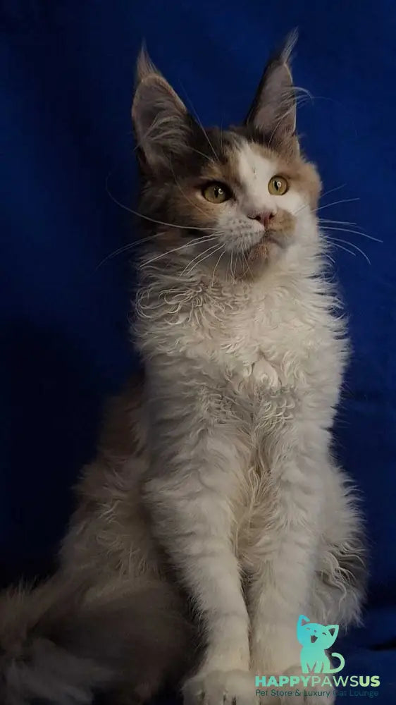 Ingrid Maine Coon female black tortie silver tabby bicolour - live animals