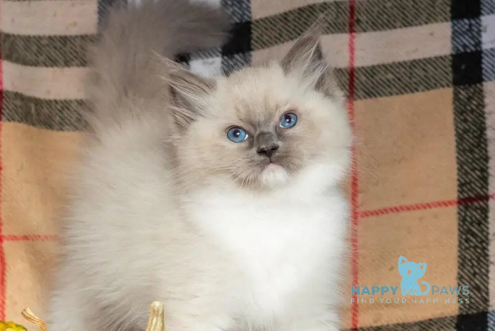 Ink Ragdoll male blue mitted live animals