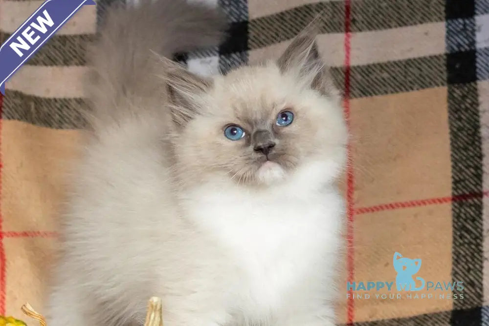 Ink Ragdoll male blue mitted live animals