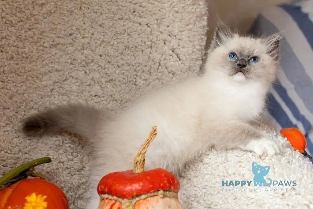 Ink Ragdoll male blue mitted live animals