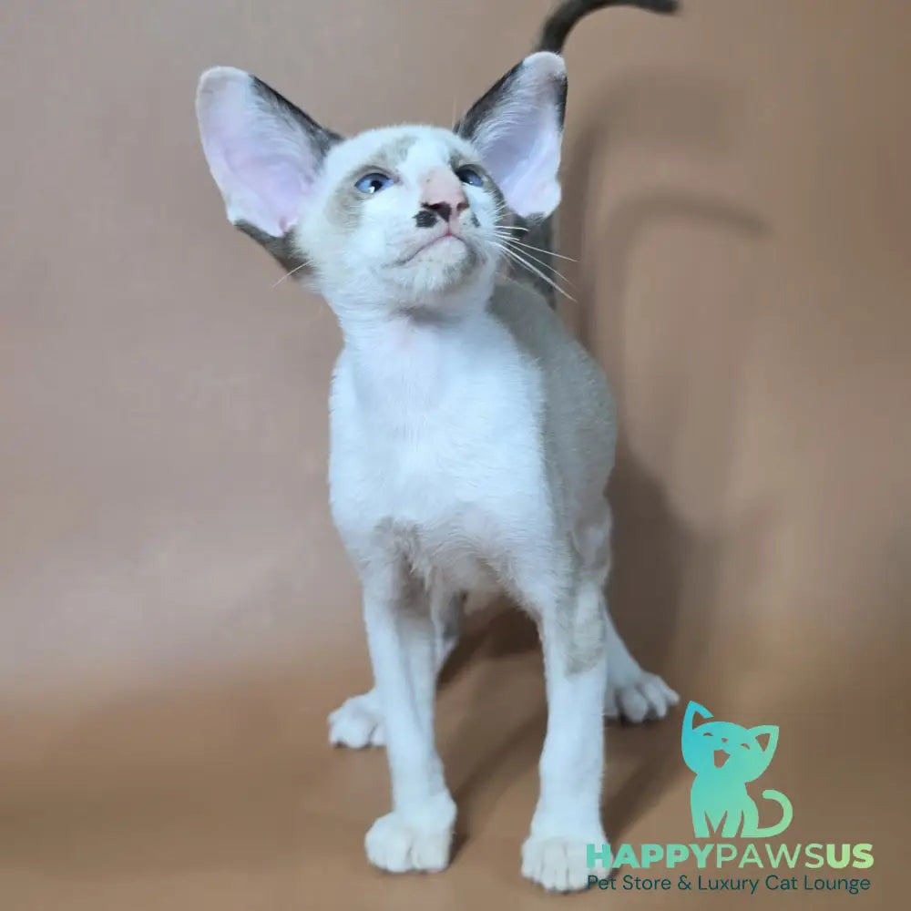 Ink Siamese male black bicolour - live animals