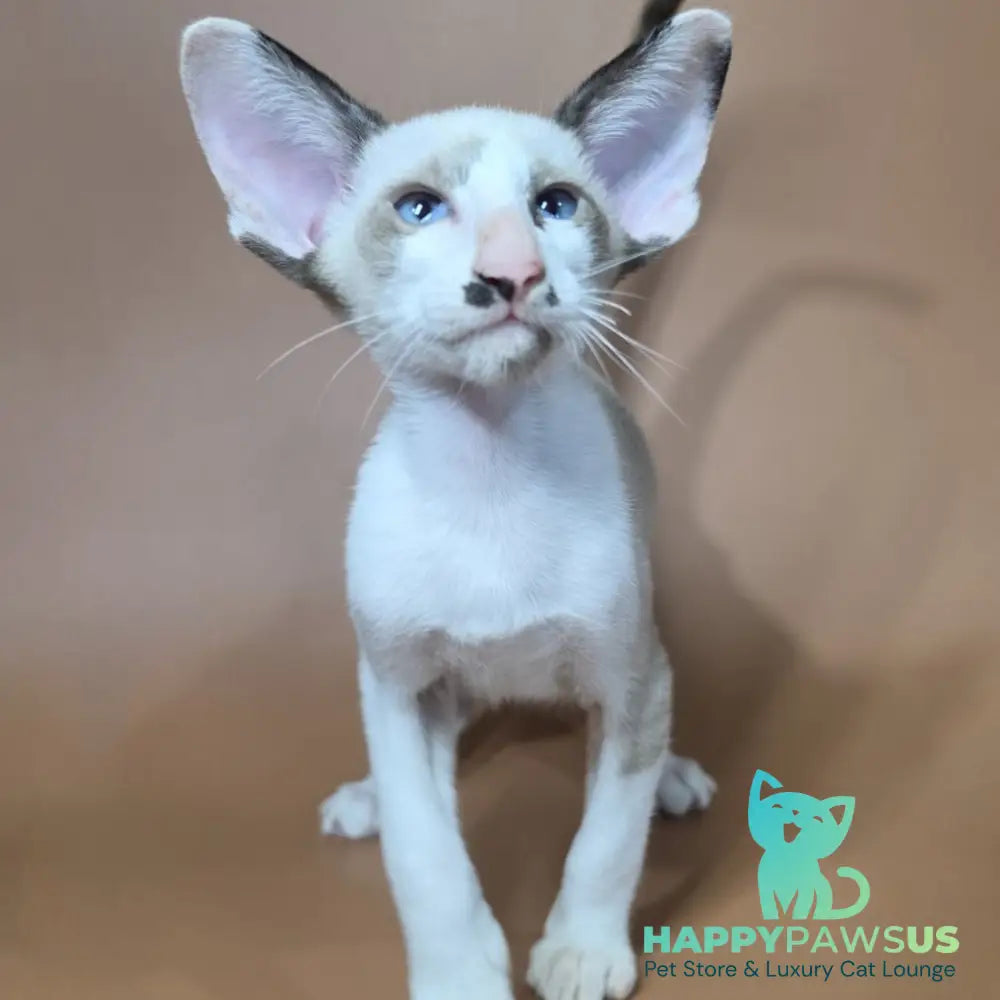 Ink Siamese male black bicolour - live animals