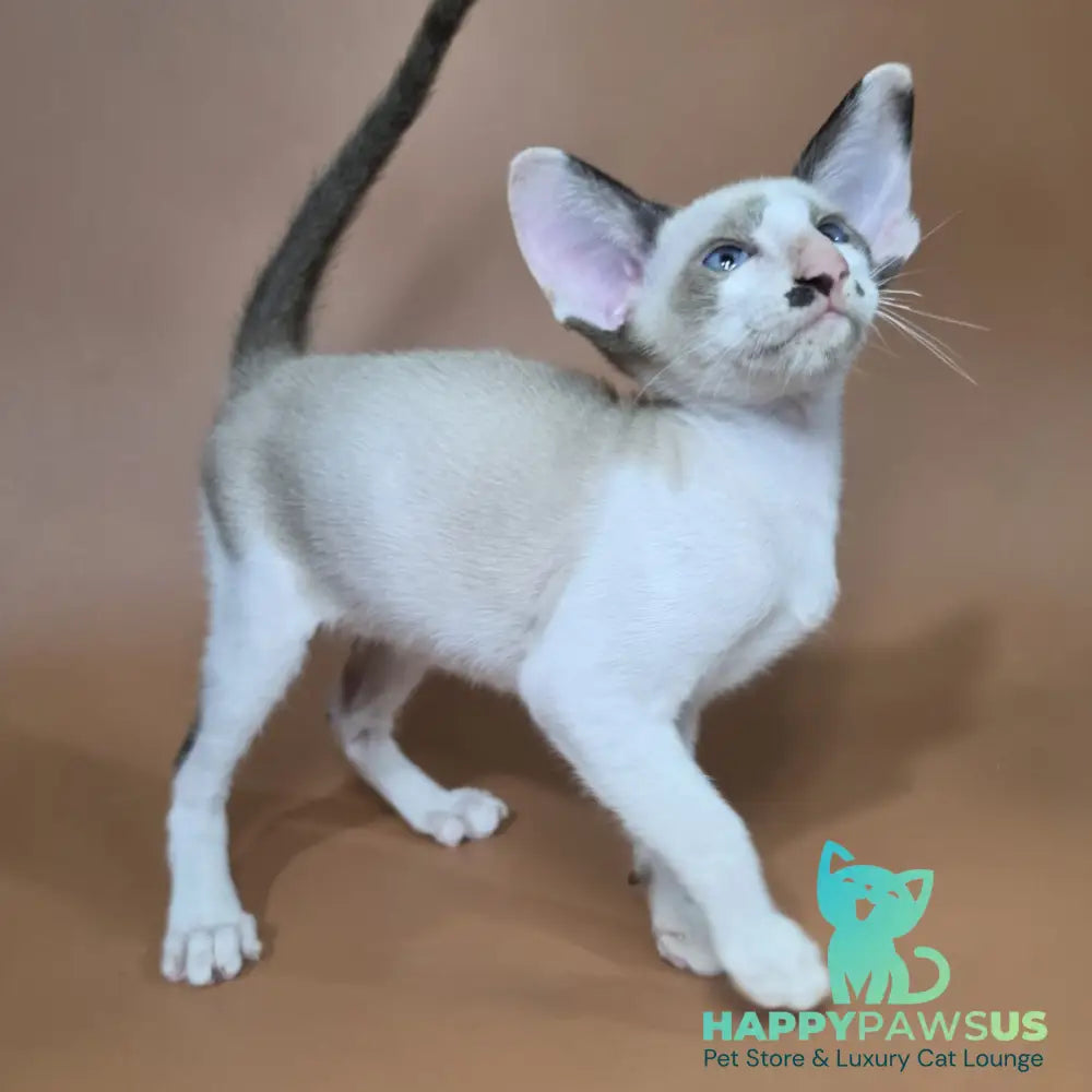Ink Siamese male black bicolour - live animals