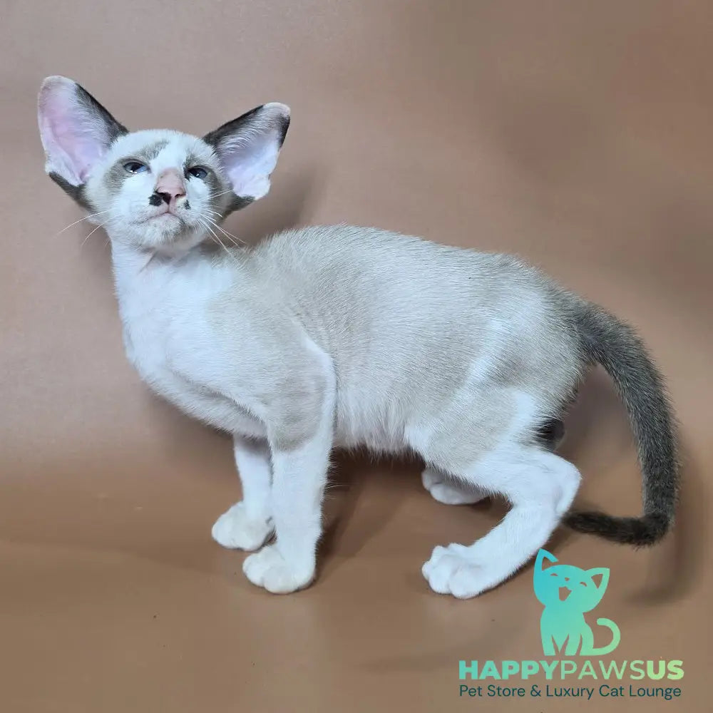 Ink Siamese male black bicolour - live animals