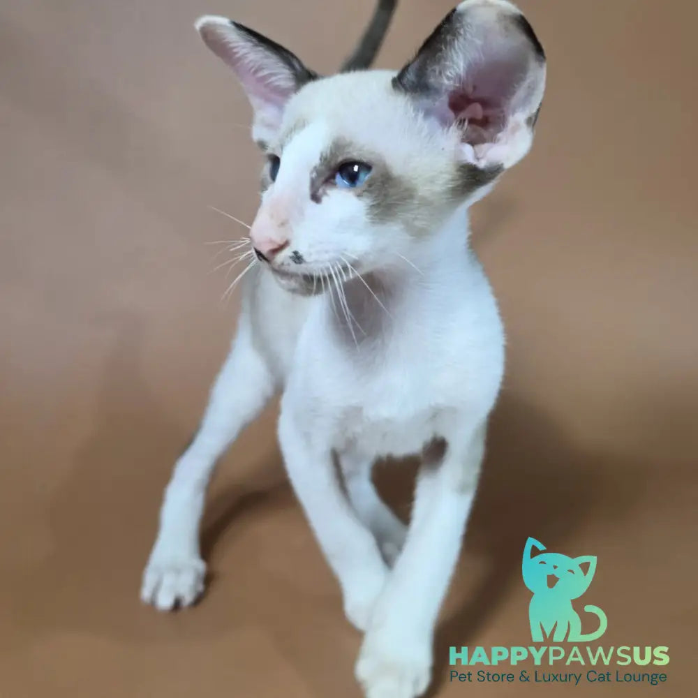Ink Siamese male black bicolour - live animals