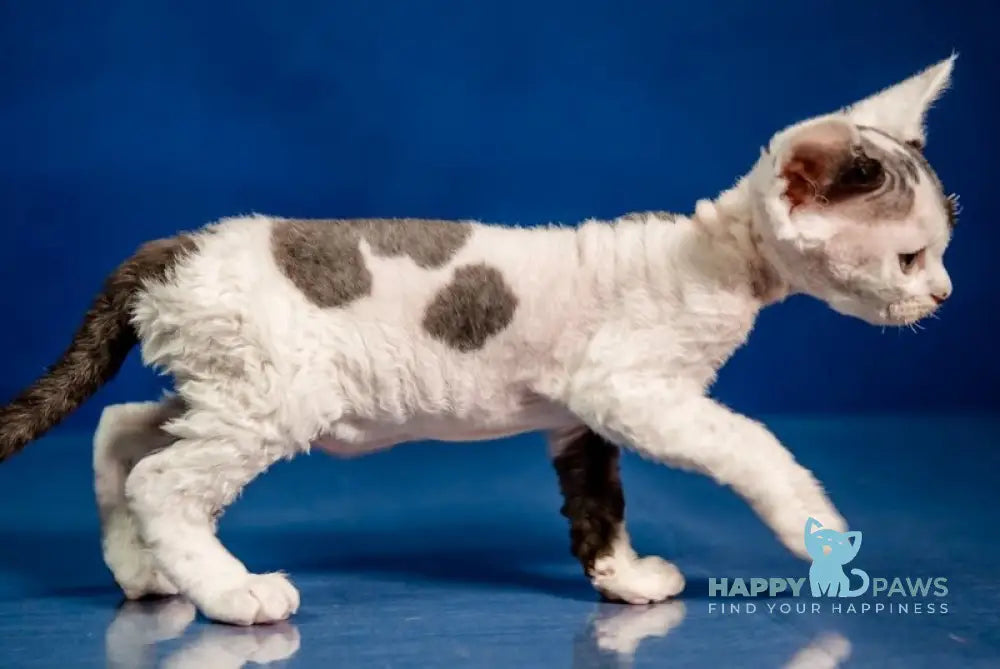 Inky Devon Rex male black harlequin - live animals